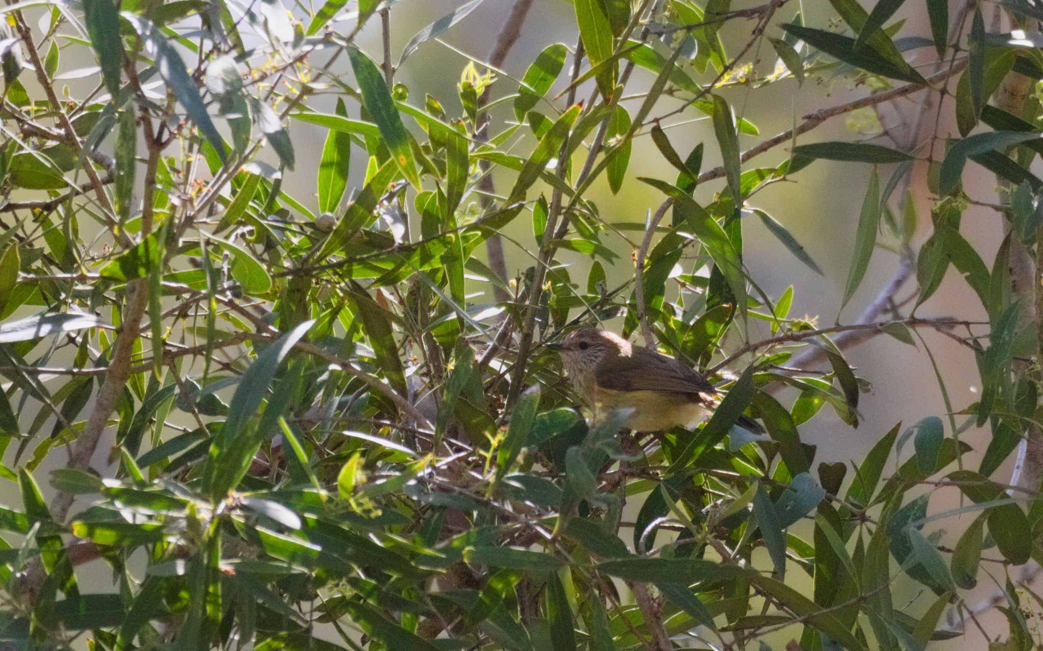 Acanthiza lineata Gould, 1838