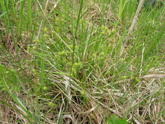 Carex lepidocarpa