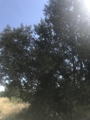 Juniperus deppeana deppeana