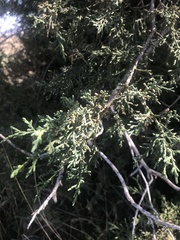 Juniperus deppeana deppeana