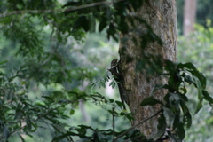 Heliosciurus punctatus