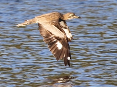 Water Thick-Knee photo 2
