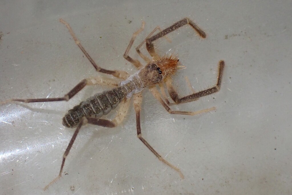 Hemerotrecha denticulata