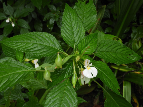 Impatiens burtonii