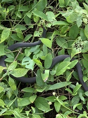 Coluber constrictor image