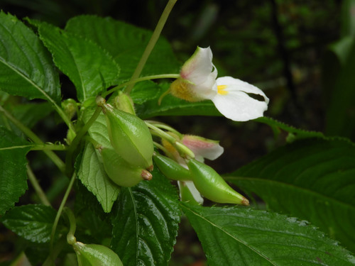 Impatiens burtonii