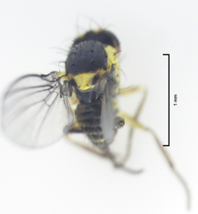 Liriomyza clianthi