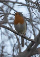 Erithacus rubecula