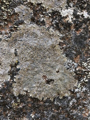 Immersaria athroocarpa