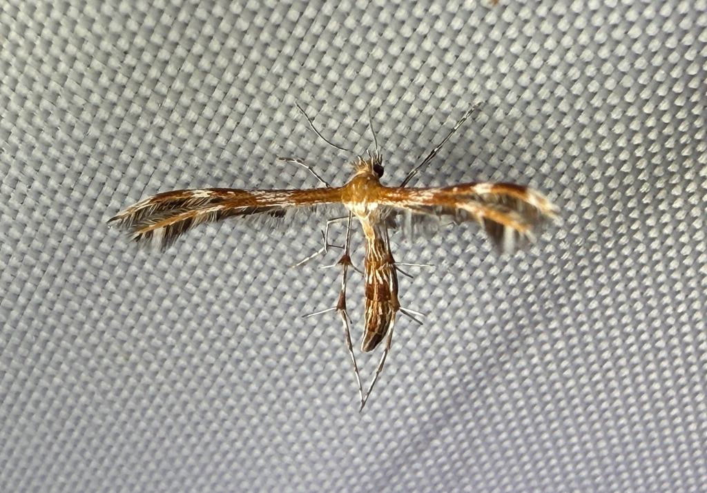 Gumweed Plume Moth
