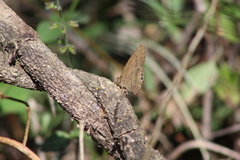 Cyllopsis pephredo