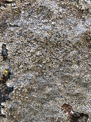 Immersaria athroocarpa