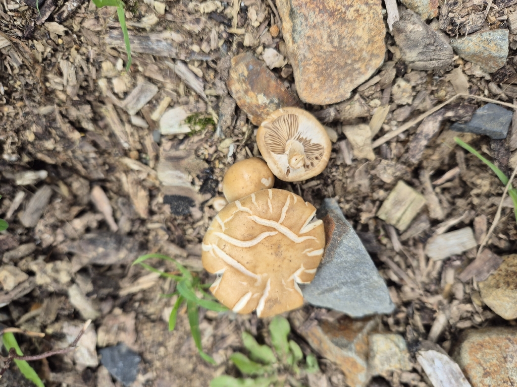 Agrocybe praecox · October 2025 · photo: © rempson (iNaturalist, cc-by)