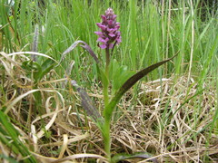Dactylorhiza incarnata cruenta