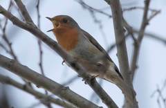 Erithacus rubecula