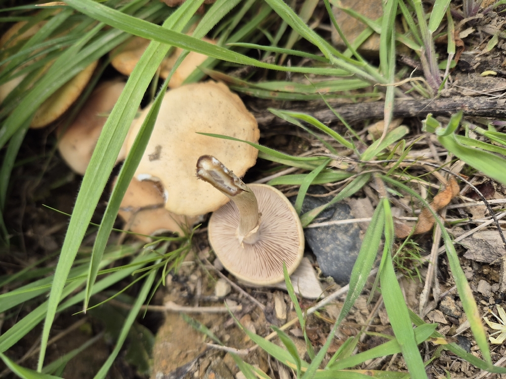 Agrocybe praecox · October 2025 · photo: © rempson (iNaturalist, cc-by)