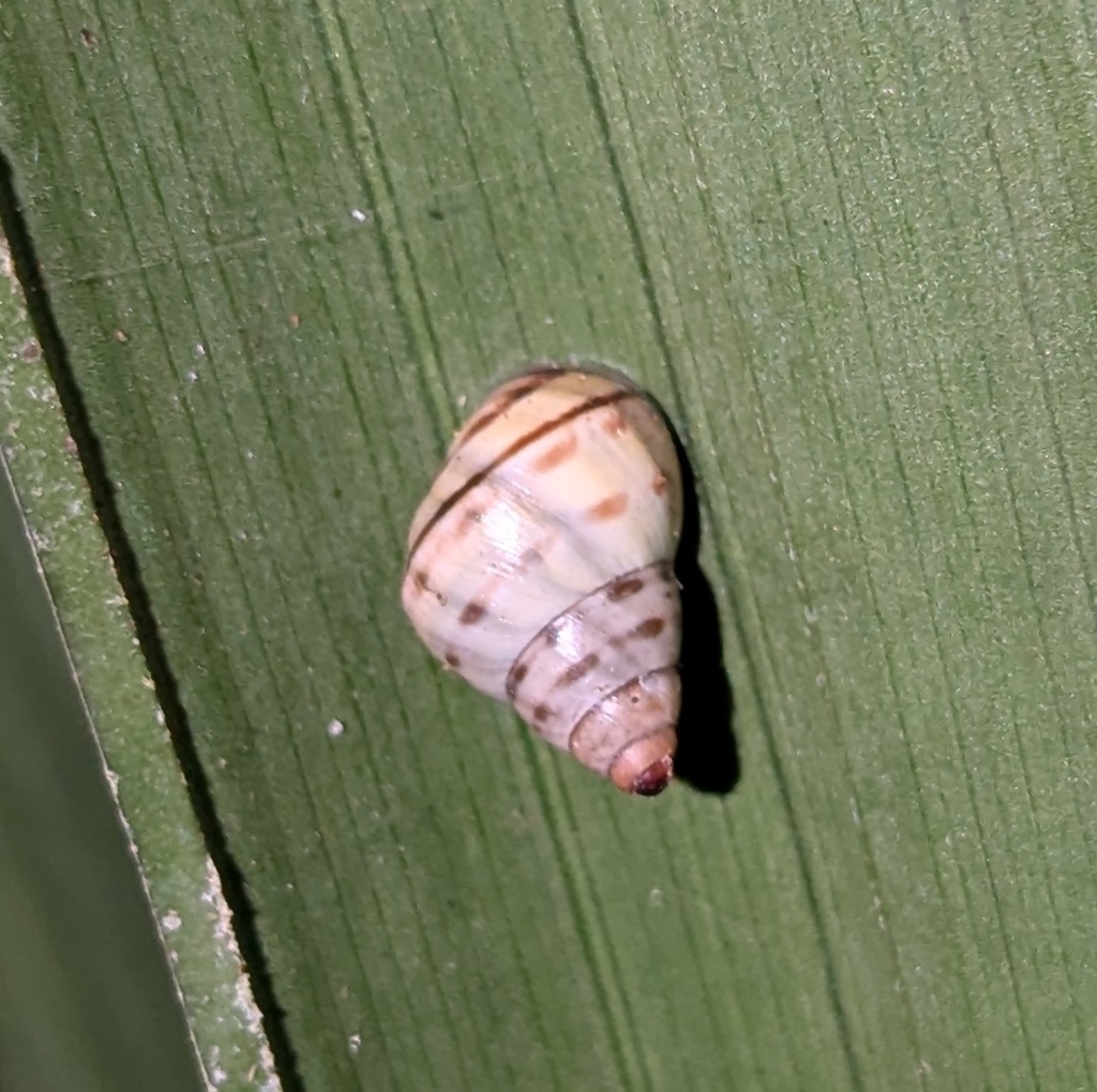 Spotted Porcelain Snail