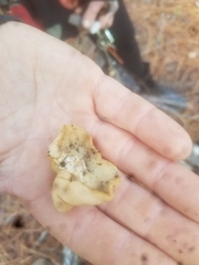 Trichoderma peltatum