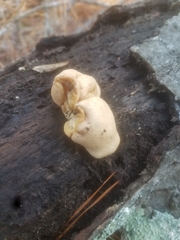 Trichoderma peltatum