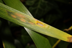 Puccinia iridis