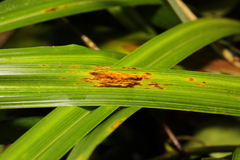 Puccinia iridis