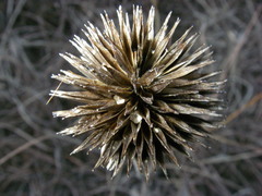Echinacea angustifolia