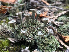 Cladonia magyarica