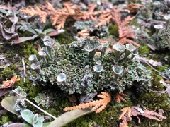 Cladonia magyarica