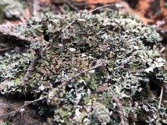 Cladonia magyarica