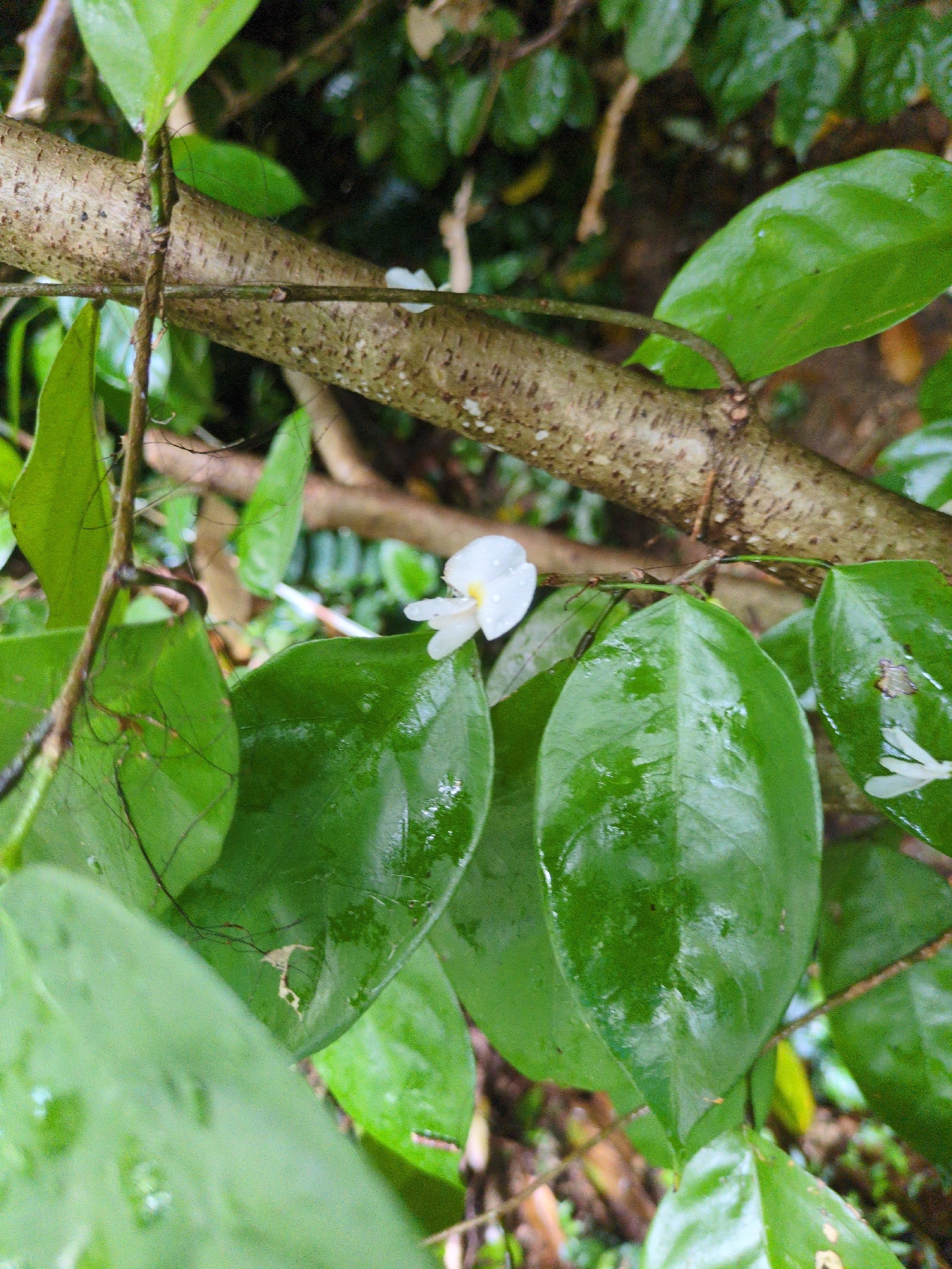 Camwood (Baphia nitida)
