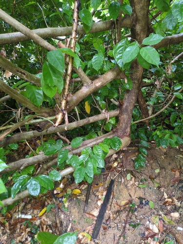 Baphia nitida, photograph 2
