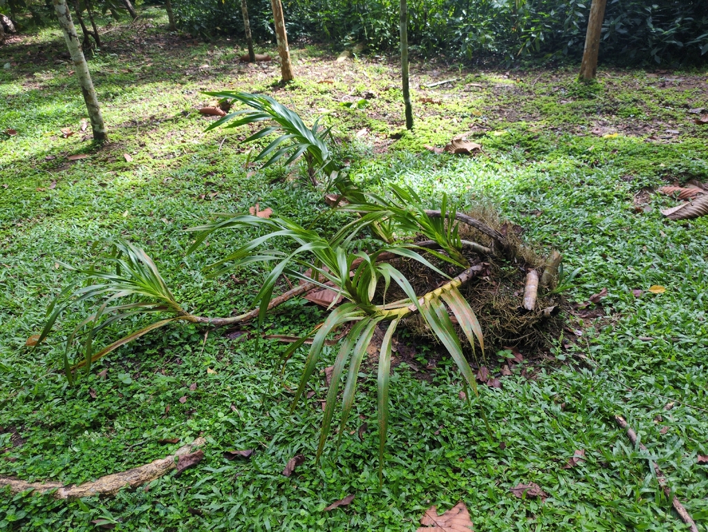 Grammatophyllum speciosum