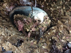 Haliotis cracherodii