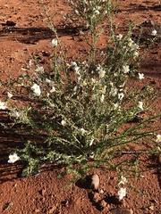 Rhigozum trichotomum