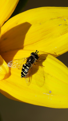 Unknown species found near Antelope Island, Utah, USA