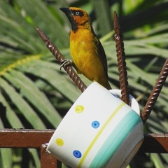 Ploceus brachypterus