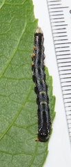 Amyna punctum