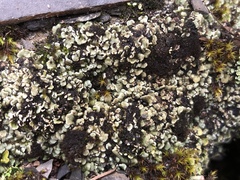 Psora rubiformis