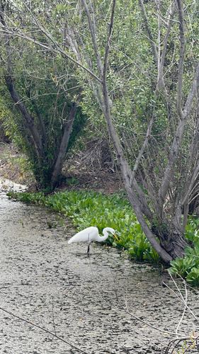 iNaturalist observation photo of Great Egret
