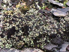 Psora rubiformis
