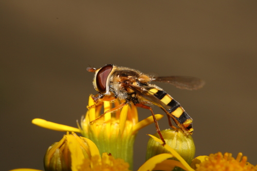 Unknown species found near East End, Cincinnati, OH, USA