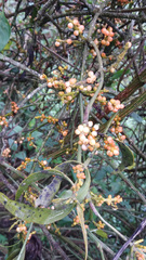 Phoradendron nervosum