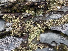 Psora rubiformis