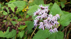 Aristeguietia lamiifolia