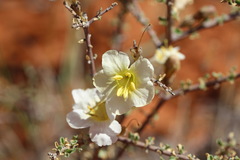 Rhigozum trichotomum