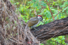 Campethera scriptoricauda