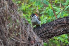 Campethera scriptoricauda