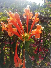 Pyrostegia