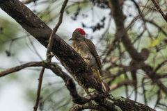 Campethera scriptoricauda