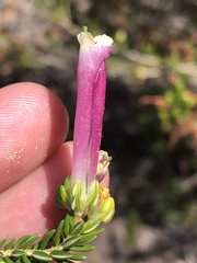 Erica diaphana